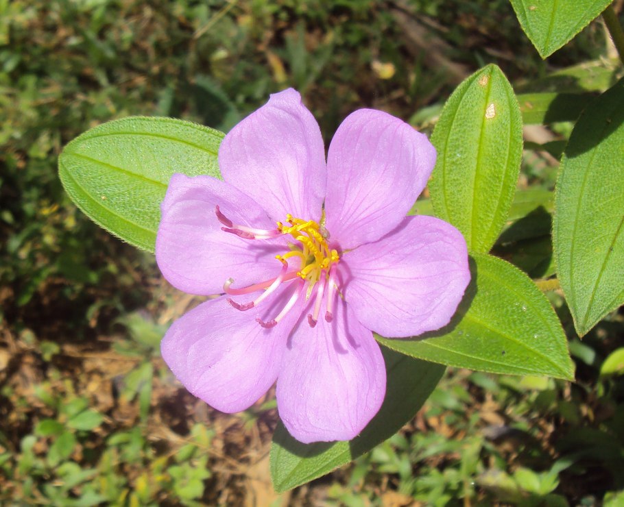Растение осбекия панжолия