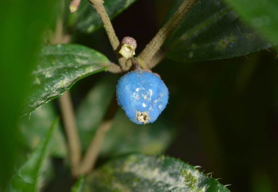 Азалия Дабл Пинк