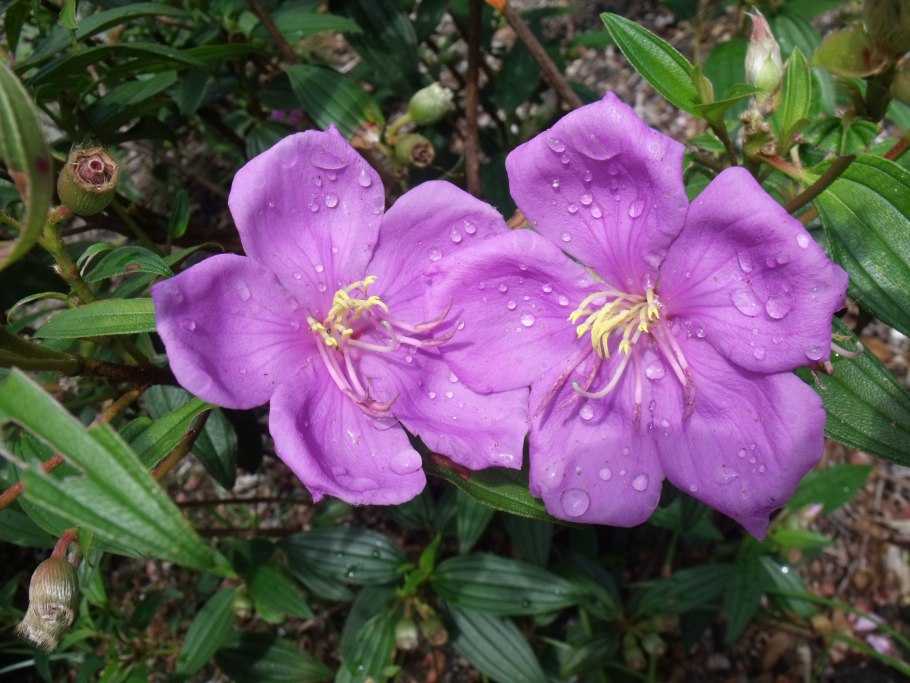 Цветы между