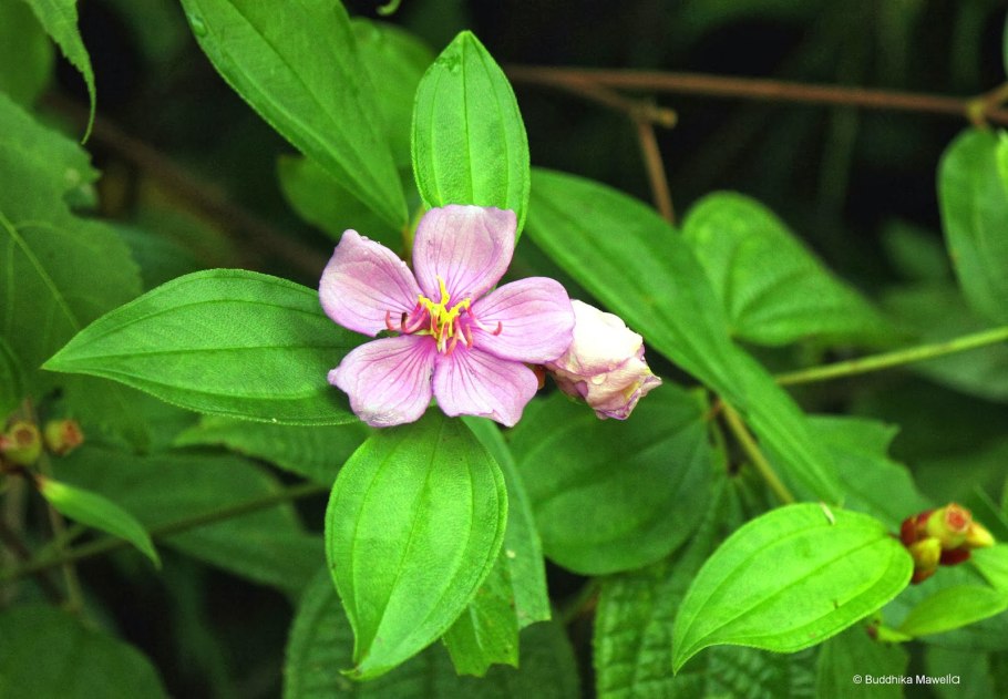 Цветок Меластома
