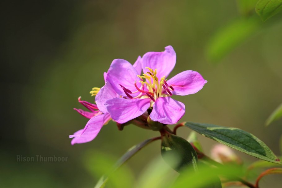 Меластома куст