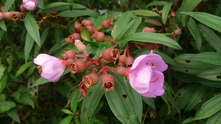 Melastoma sanguineum