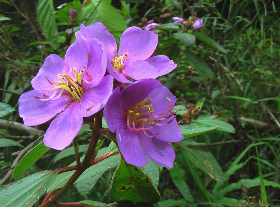 Меластома куст