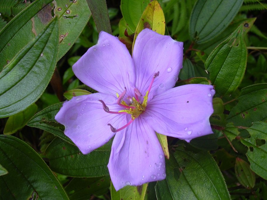 Гетероцентрон розовый