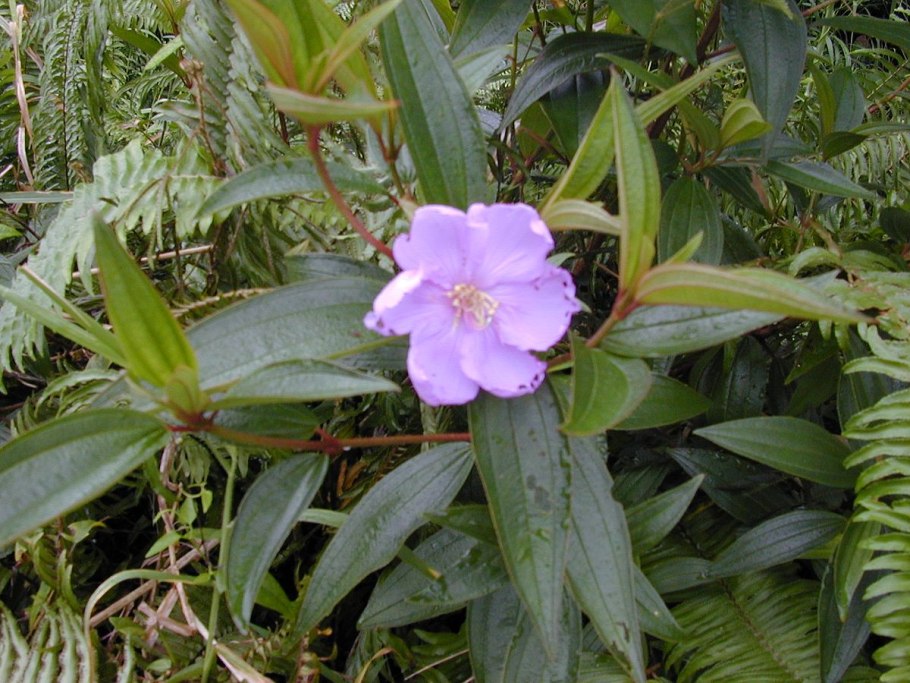 Цветок Меластома