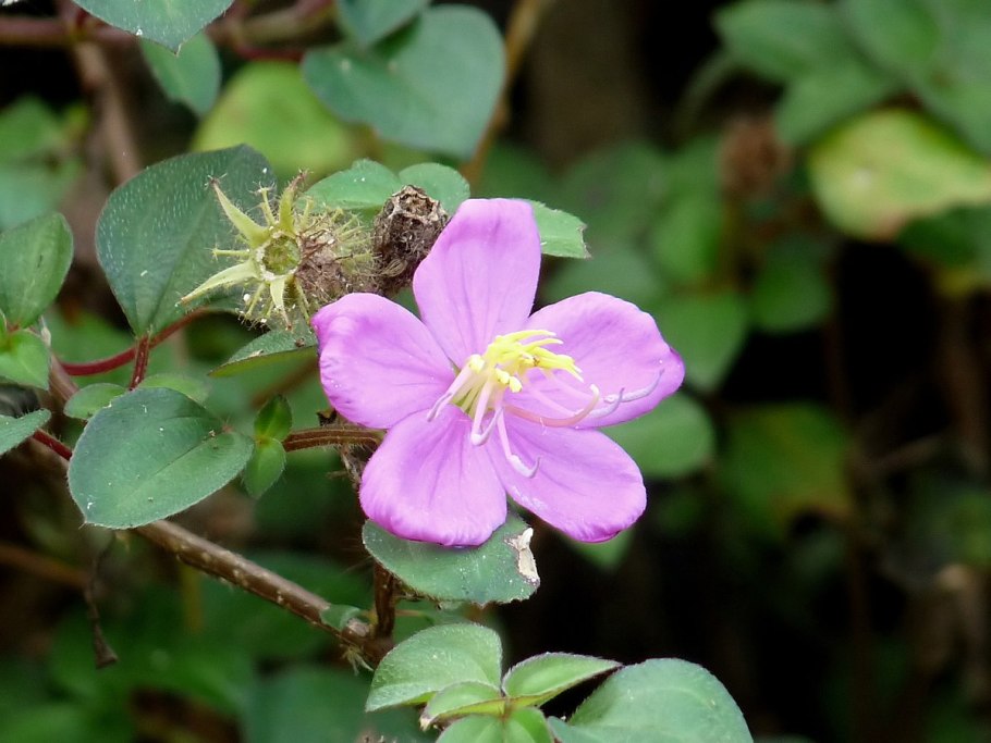 Тибухина диссотис