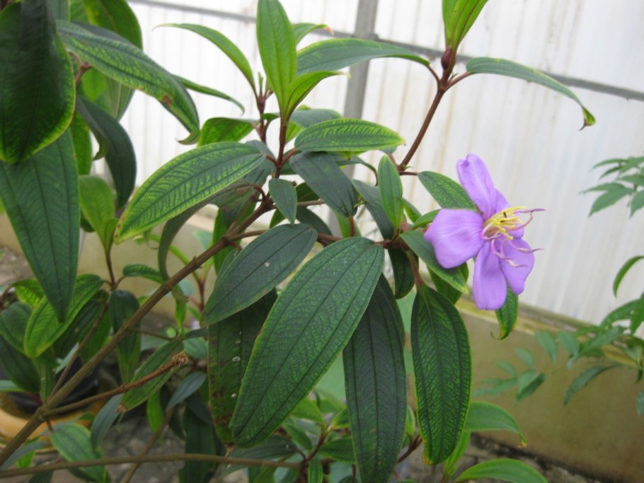 Tibouchina urvilleana