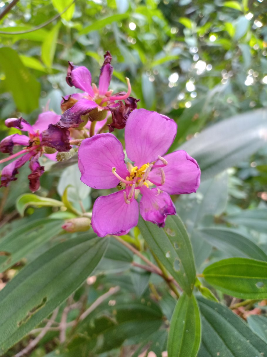 Melastoma malabathricum