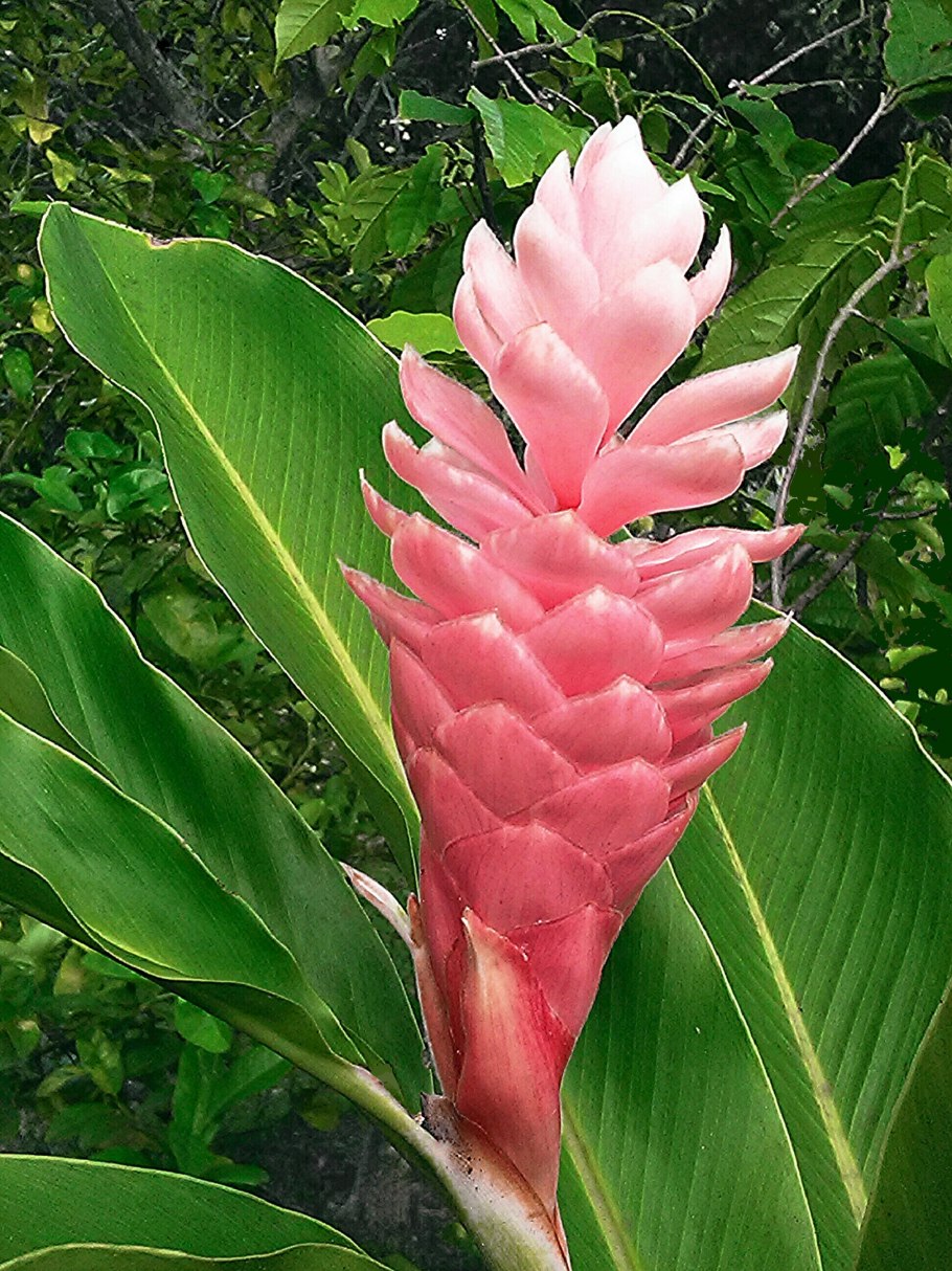 Альпиния пониклая