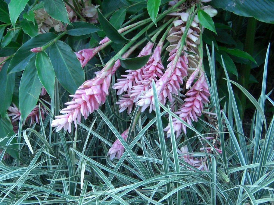 Альпиния комнатный цветок