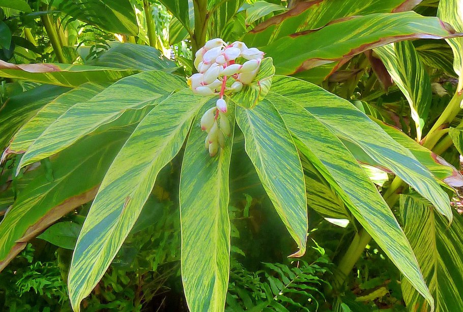 Alpinia pumila ( Silver Lance )