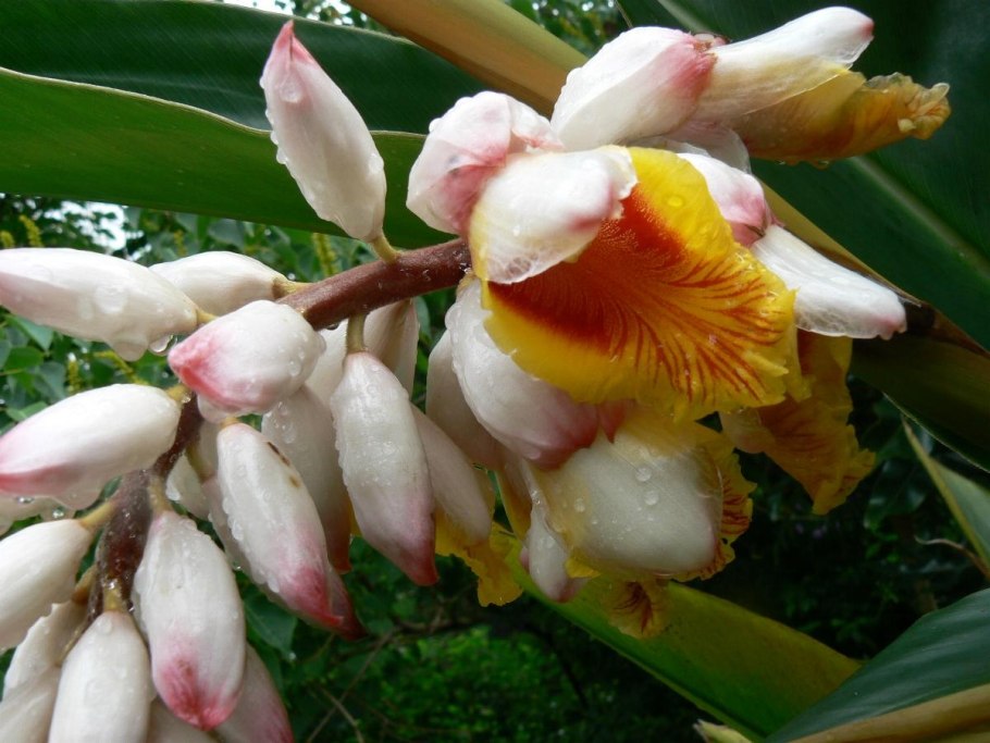 Alpinia zerumbet