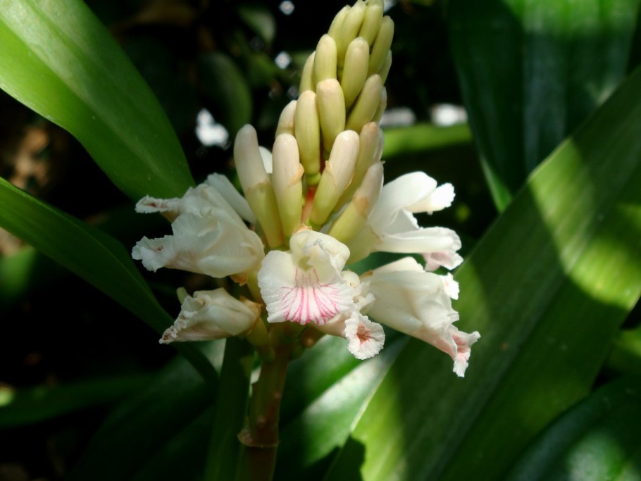 Альпиния галанга