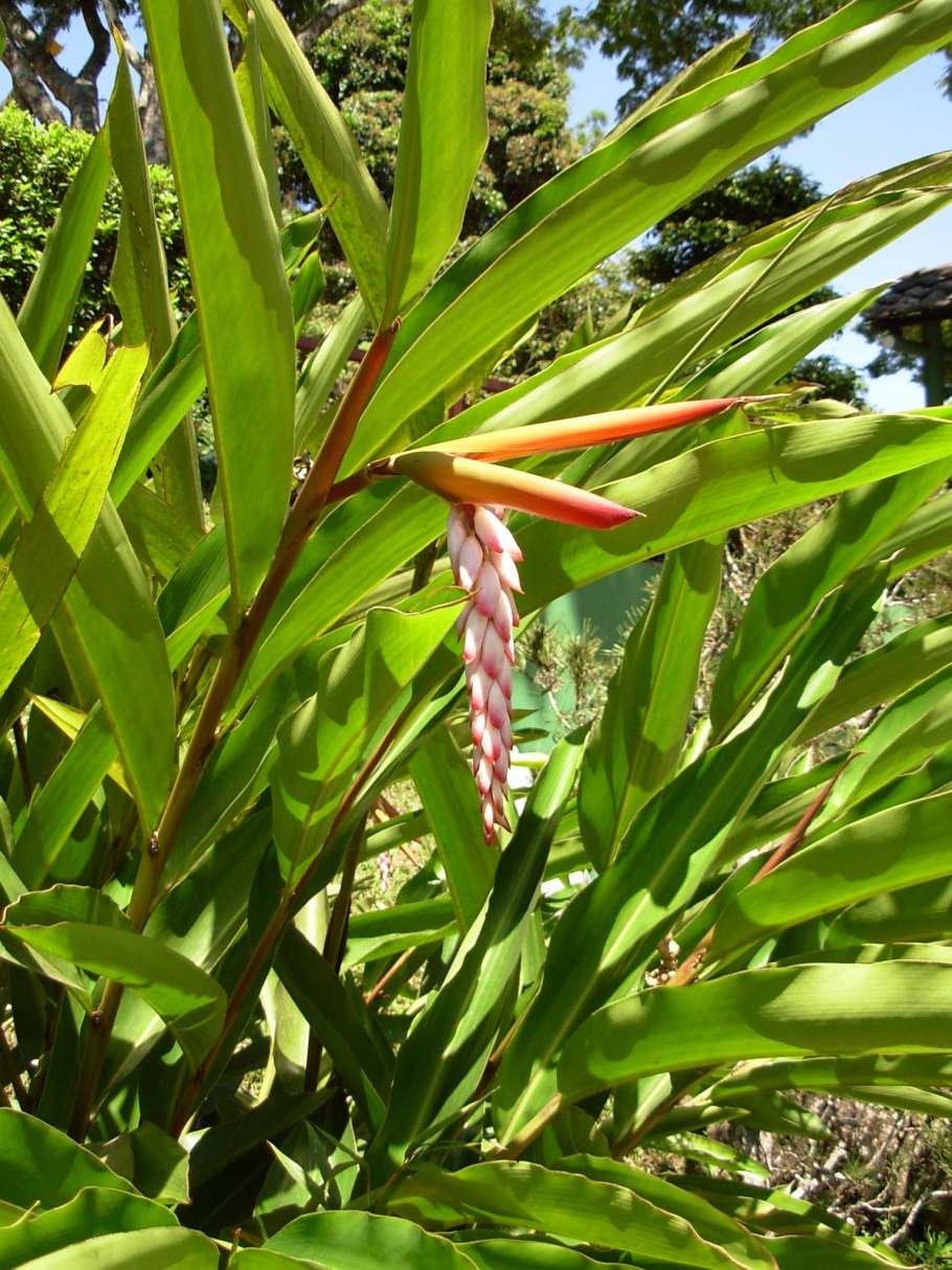 Альпиния малаккская