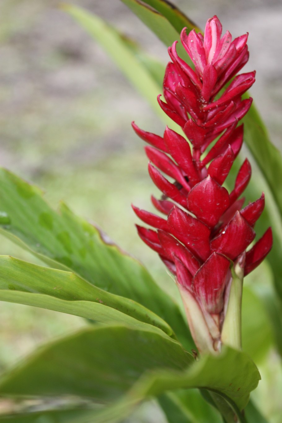 Альпиния ( Калатея) purpurata zerumbet