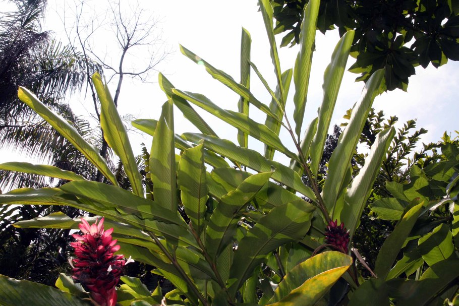 Альпиния Сандера