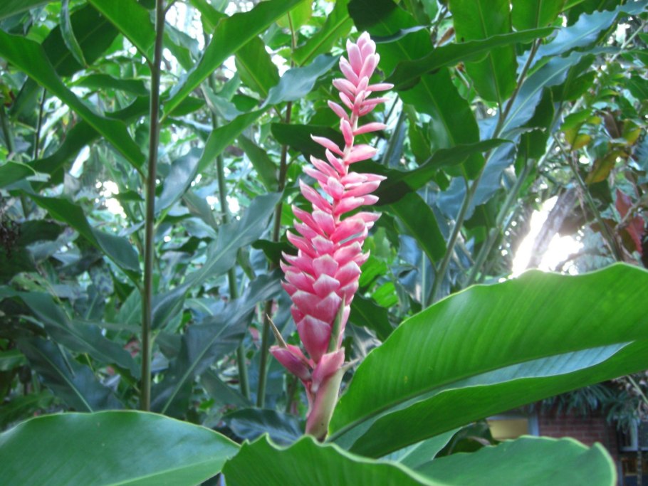 Alpinia malaccensis