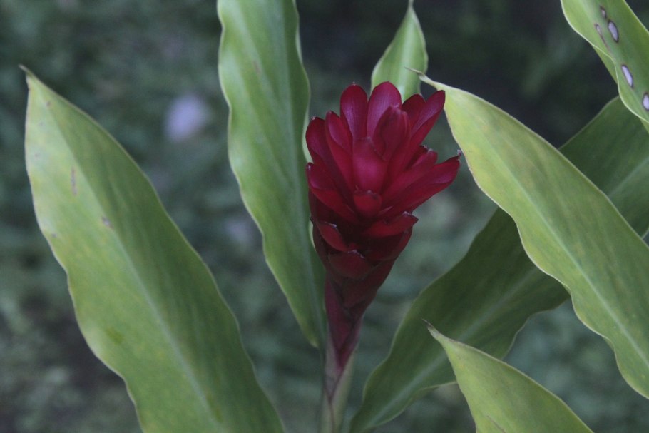 Альпиния пурпурная