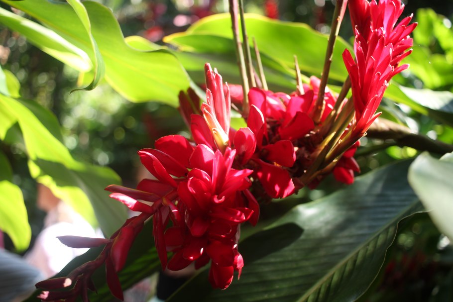 Альпиния комнатный цветок