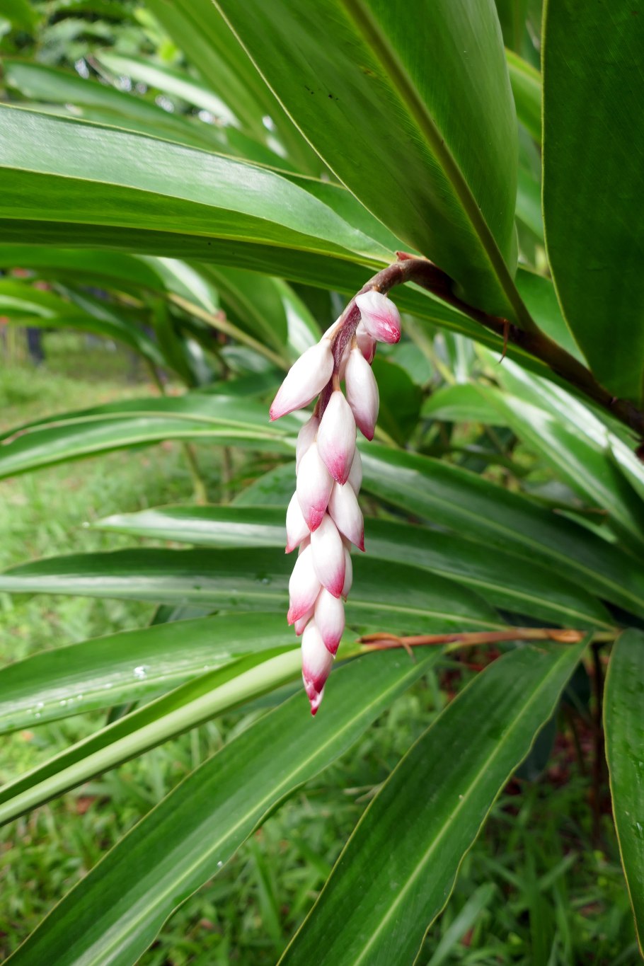 Alpinia malaccensis Альпиния малаккская
