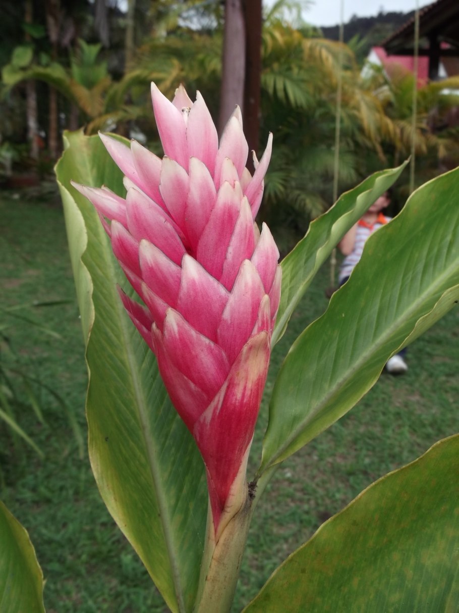 Альпиния церумбет