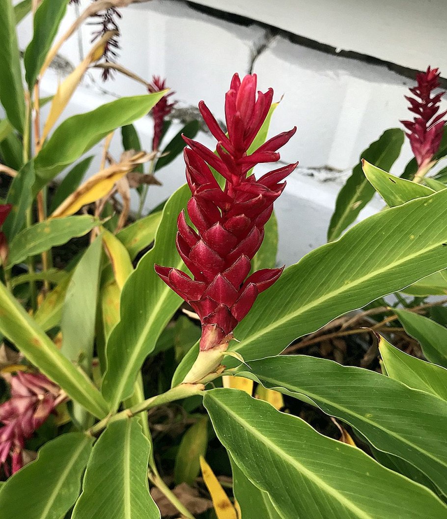 Альпиния в домашних условиях