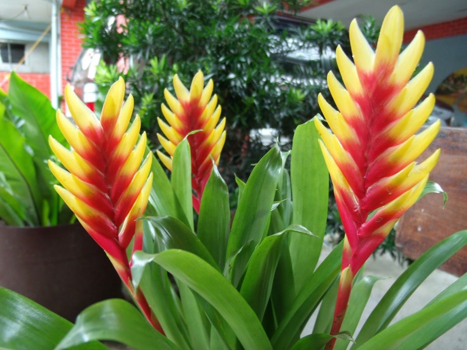 Альпиния комнатный цветок