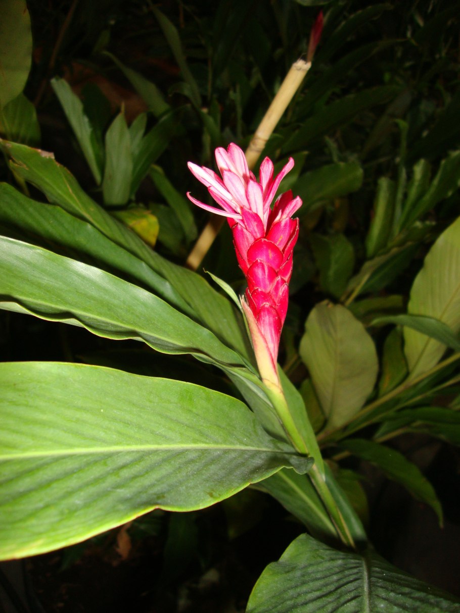 Альпиния церумбет