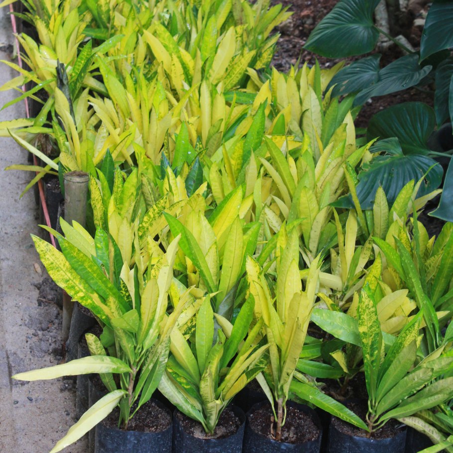 Альпиния Вариегата