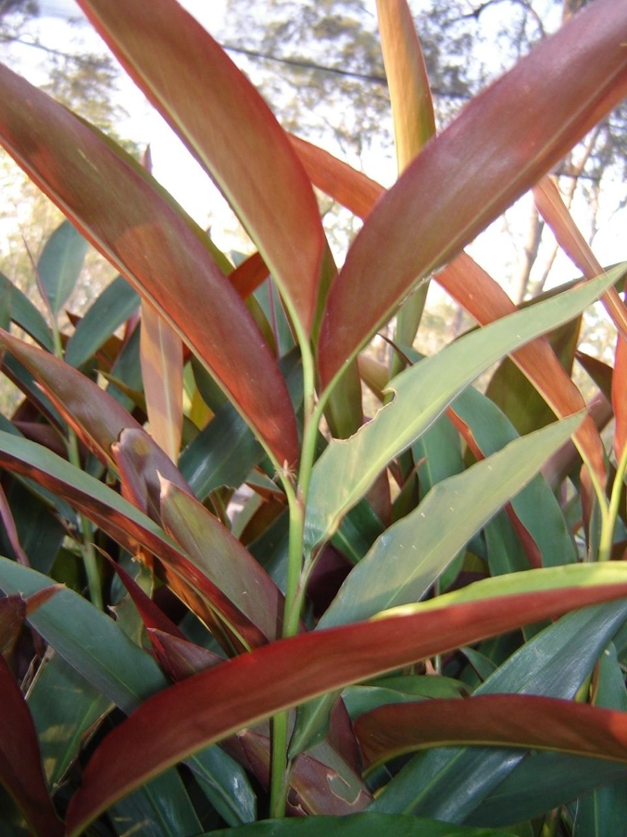 Альпиния pumila