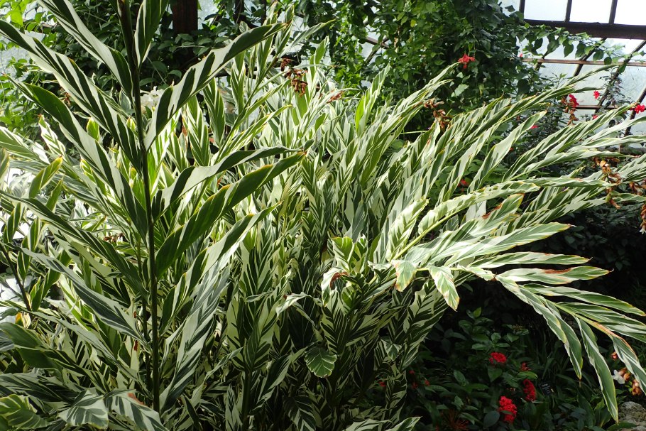 Альпиния церумбет Вариегата