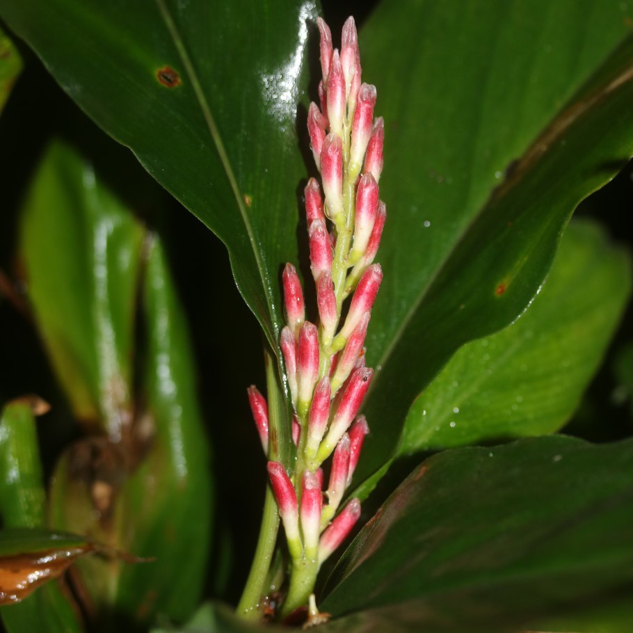 Альпиния вариегатная