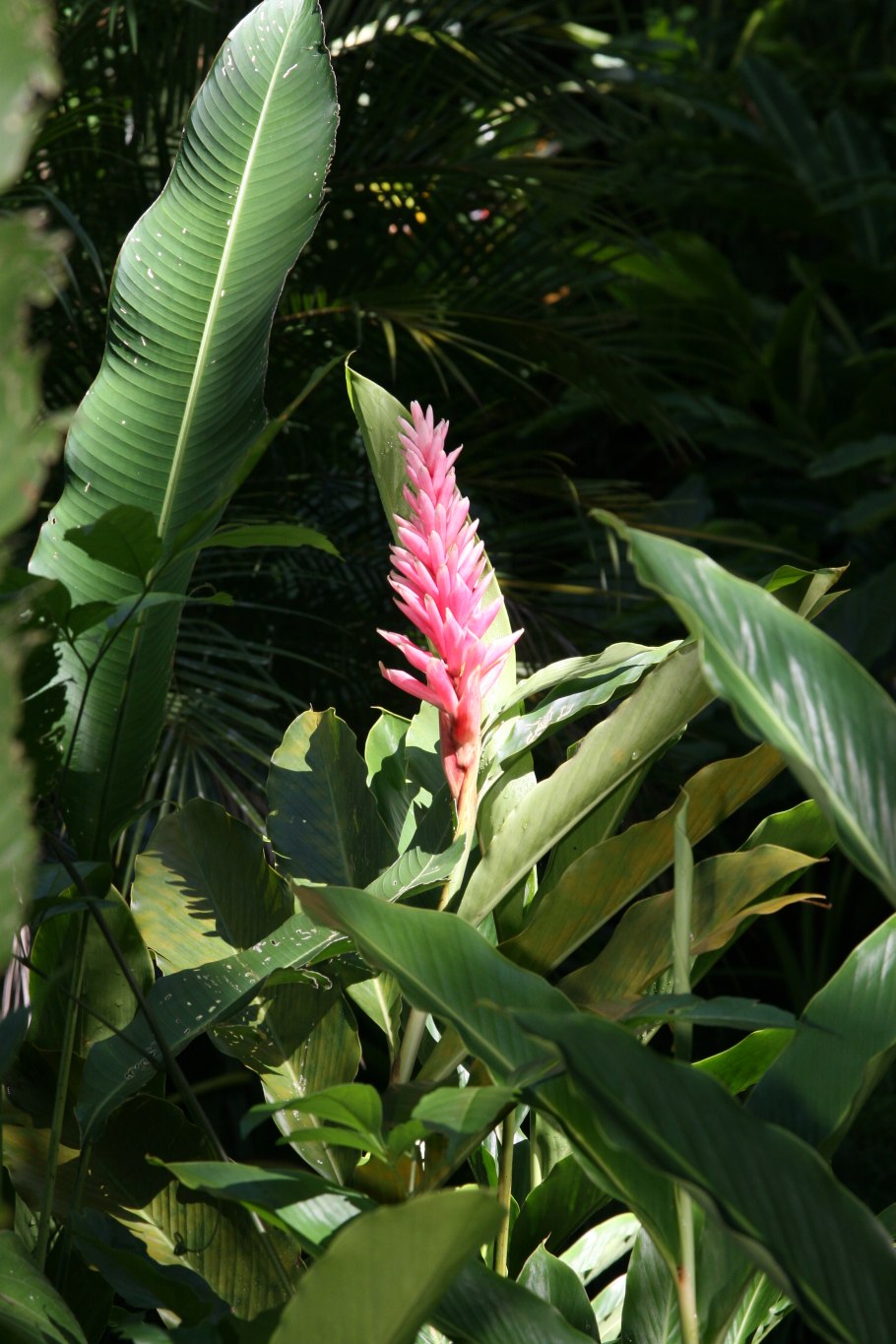 Natural Fantasy Alpinia