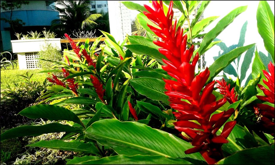 Альпиния церумбет