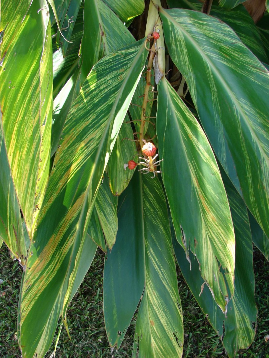 Альпиния церумбет