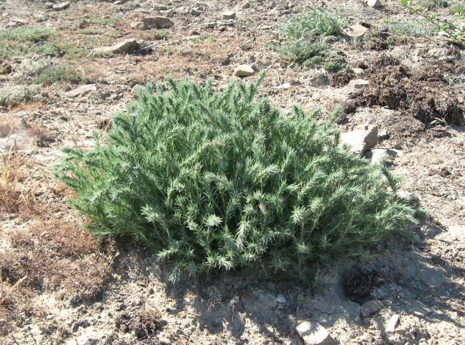 Камфоросма Лессинга рисунок