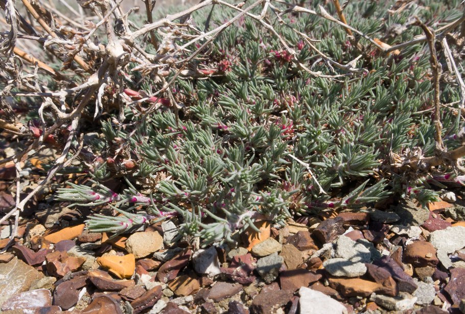 Камфоросма Марсельская