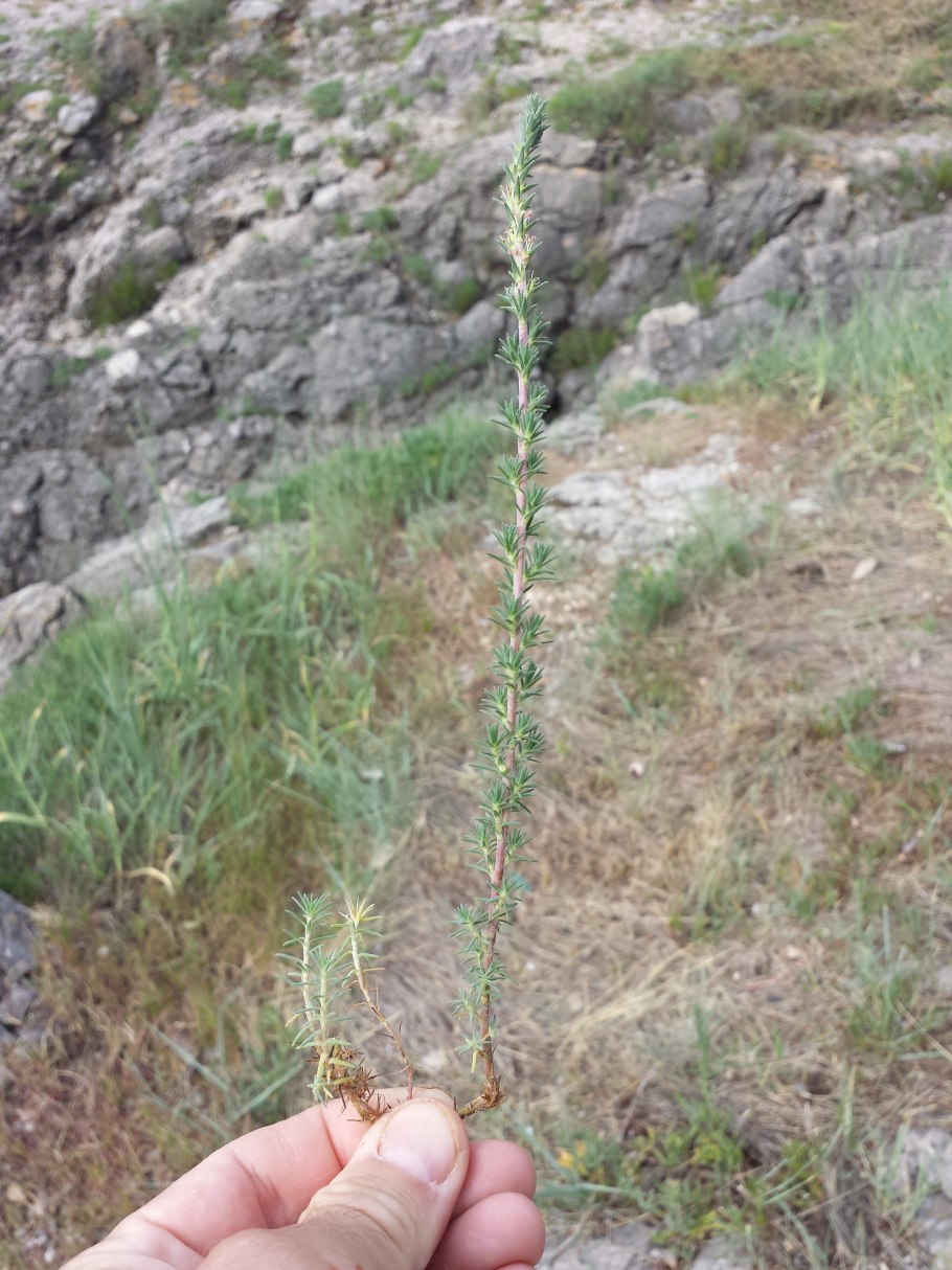 Camphorosma monspeliaca