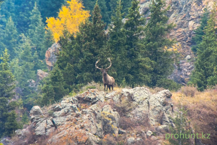Европейский лось alces