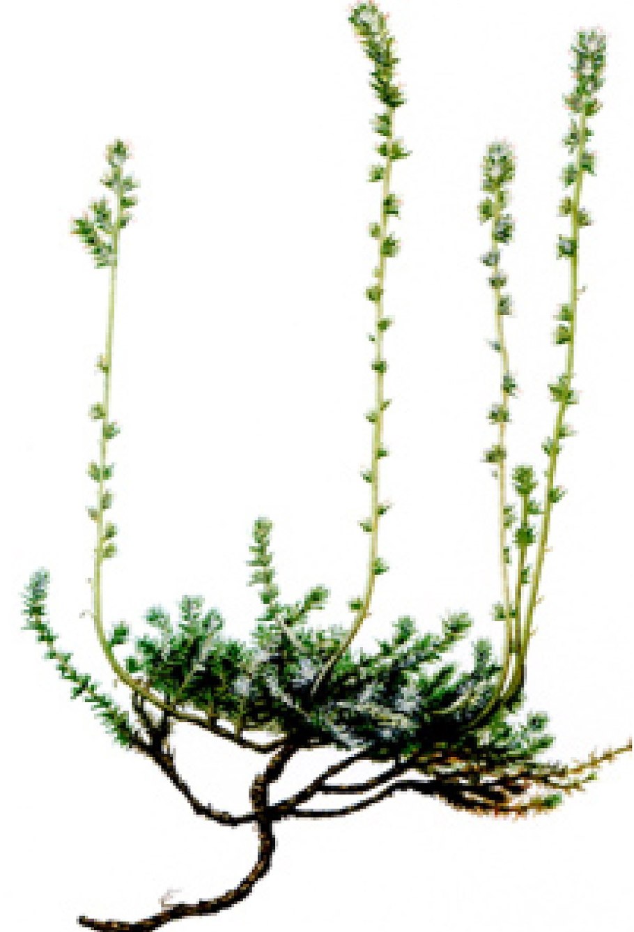 Cleistogenes songorica