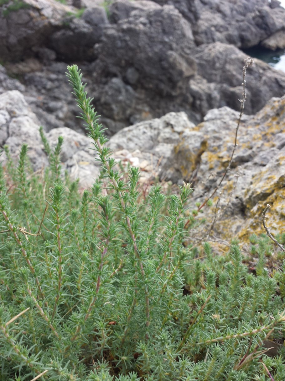 Камфоросма