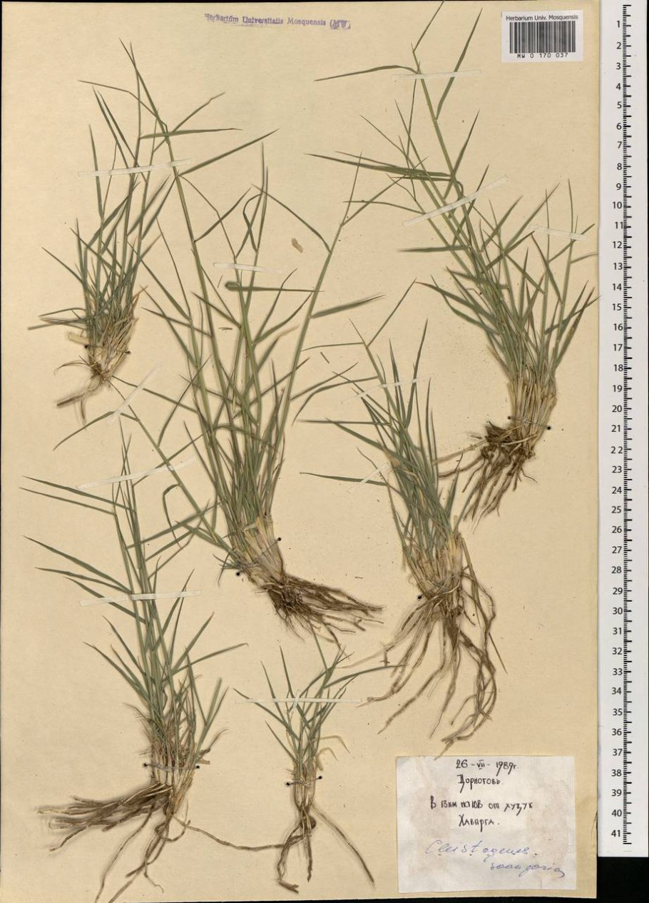 Овсяница тростниковая файнлон