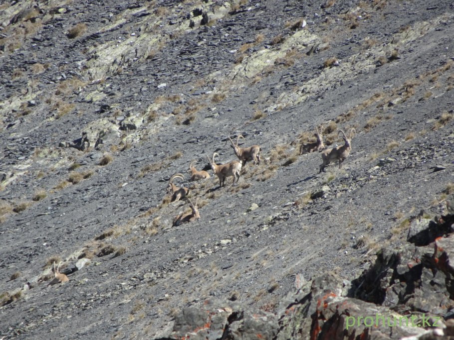 Горная охота