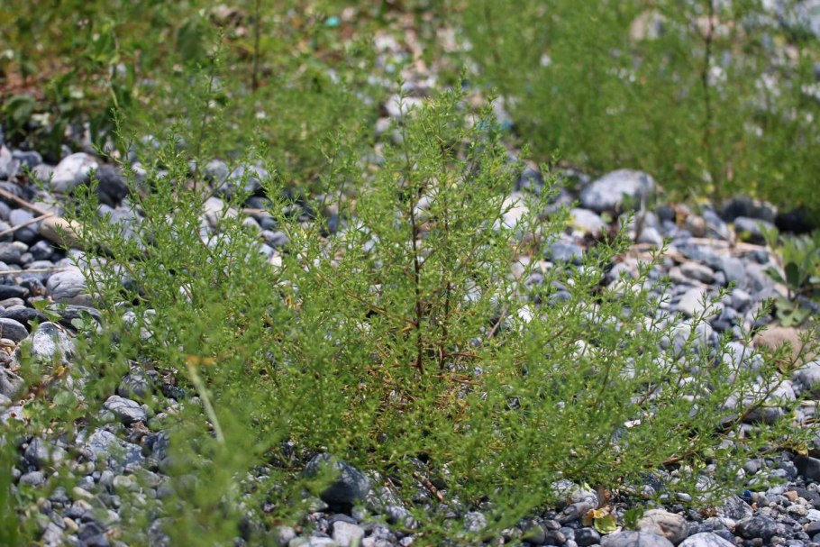 Терескен, Камфоросма и прутняк.