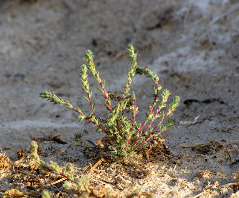 Камфоросма Марсельская