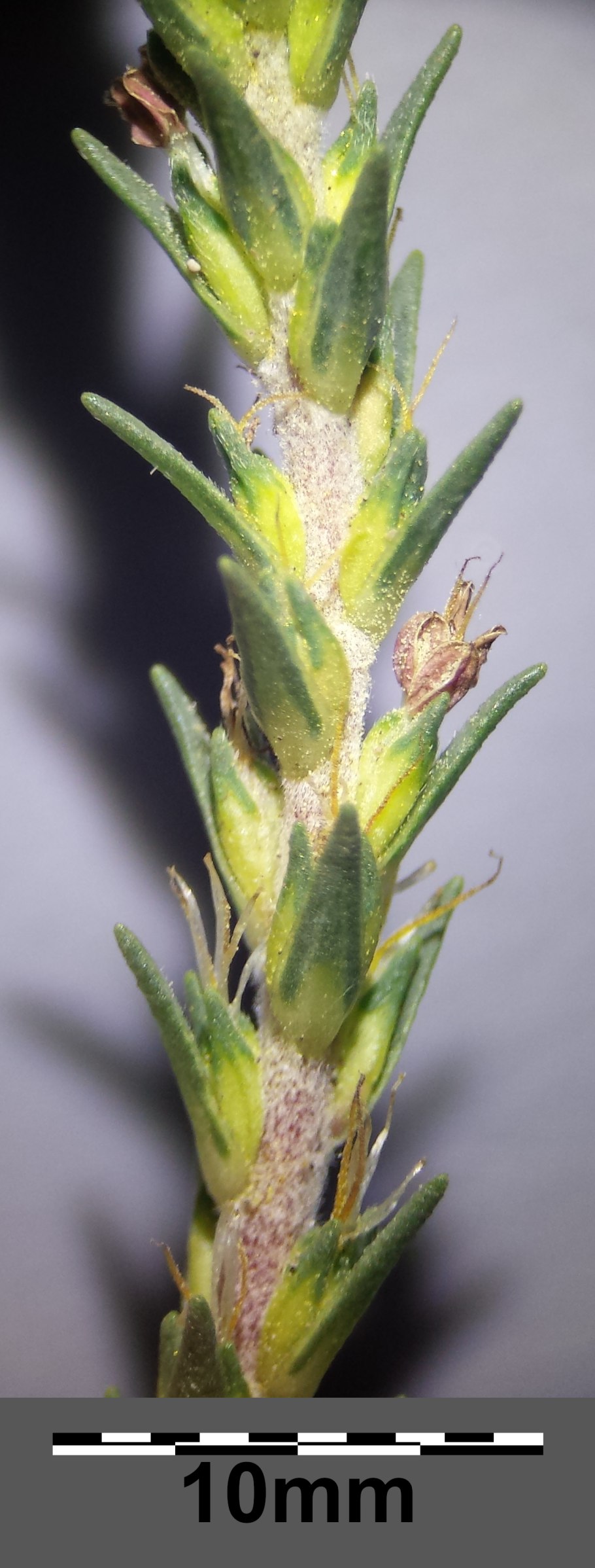 Камфоросма марсельская