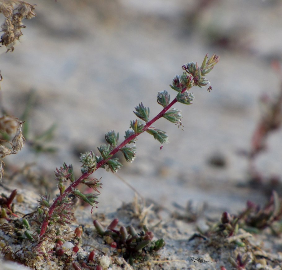 Камфоросма джунгарская экология