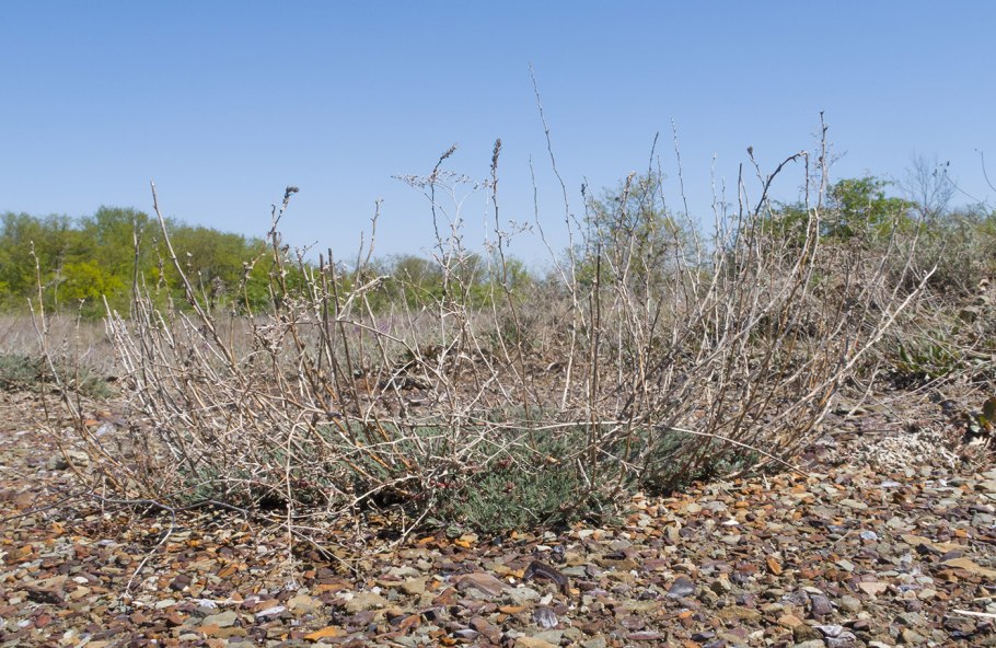 Камфоросма Марсельская