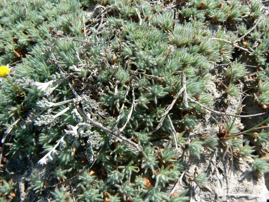 Camphorosma lessingii