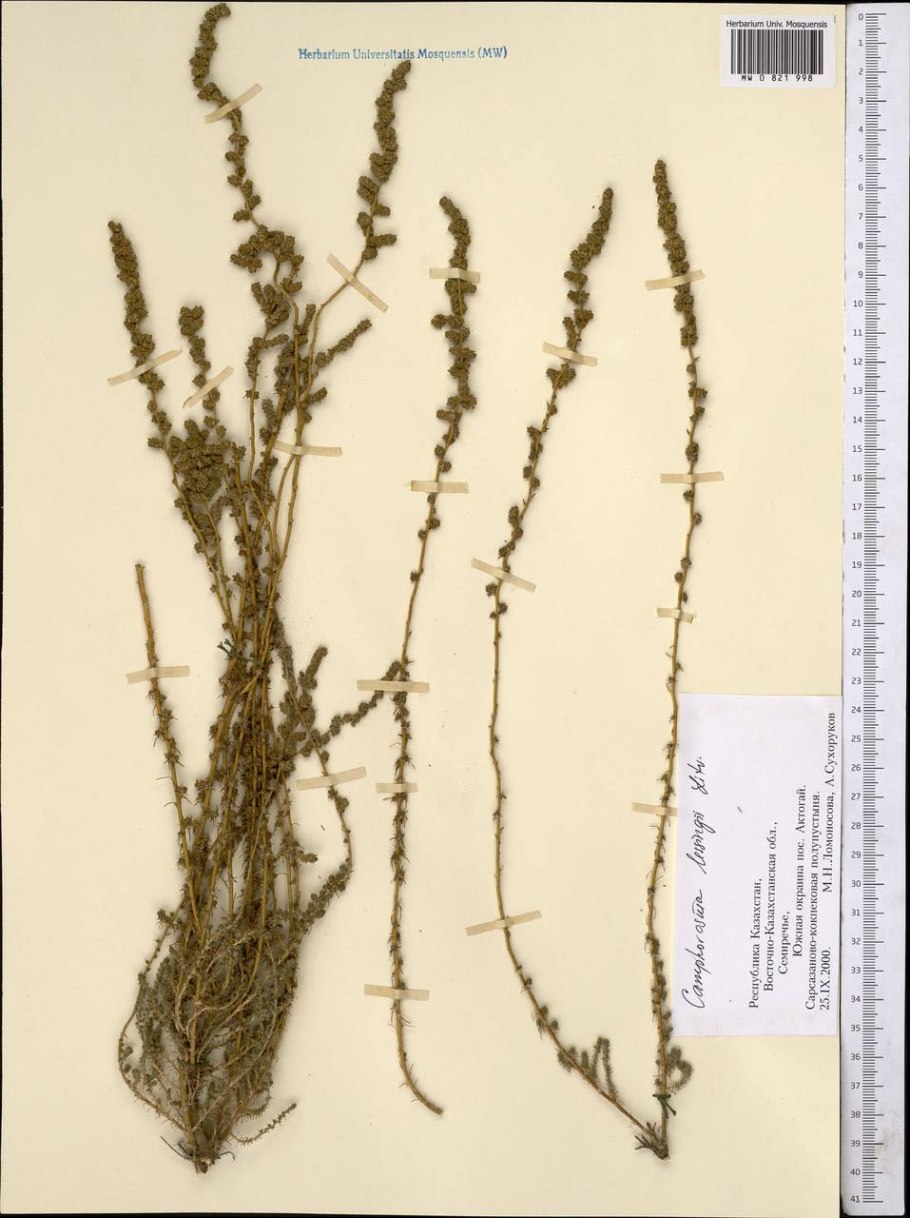 Кохия простертая kochia prostrata